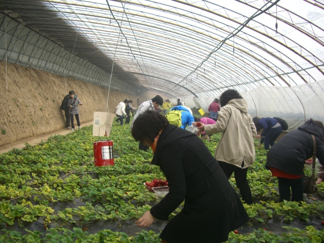 留民营旅游办为广大女同志们推出特色旅游套餐