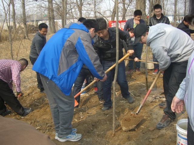 到留民营来植树