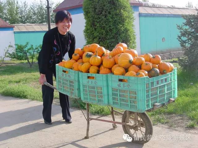 秋天来了，快来留民营寻找“秋”的味道